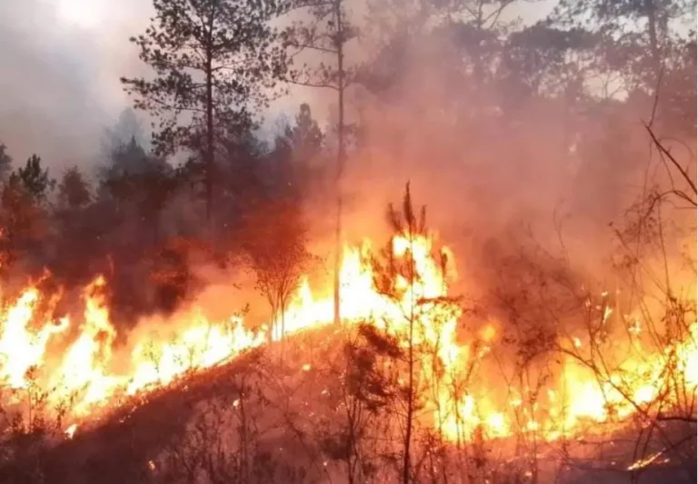 Democracia virtual / Encrucijada ambiental